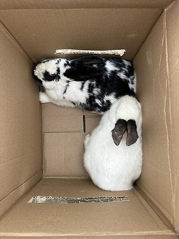 Продам с/х животных: Продаю | Крольчата | Декоративная | Для разведения — 1