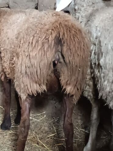 сх животные и товары: Продаю | Баран (самец) — 5