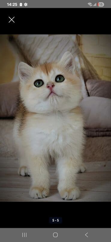 голубая персидская кошка: Британская короткошёрстная, 2 месяца, Мальчик, Белый — 1