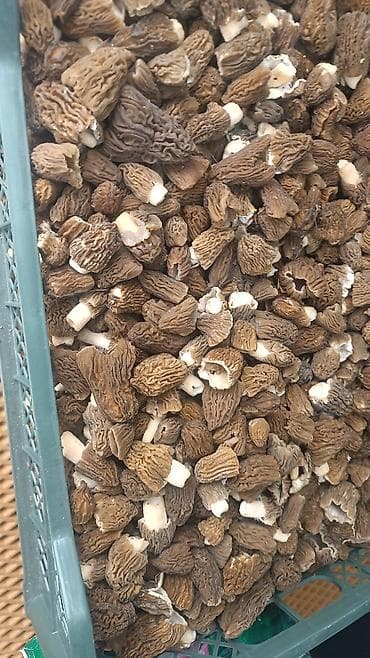 Сморчки (Morchella) — дикие лесные грибы, очищенные и отсортированные
