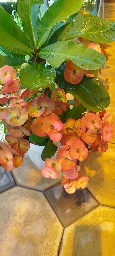 Молочай Миля (Euphorbia milii) в горшке - Компактный куст с — 3