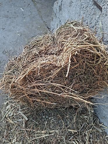 хомяк в бишкеке: Продаётся сено в тюках клевер первый укус сухой,без доставки сами — 4
