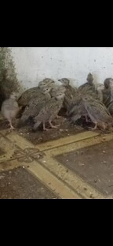 продаю перепелов: Кекликтер сатылат — 1