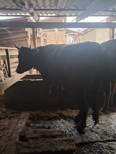 французские бульдоги: Продаю | Бык (самец) | На откорм | Привязанные — 4