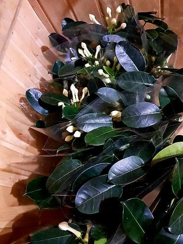 оберон: ДОРДОЙ БАЗАР. Цветочки на любой вкус и кошелек!!! Порадуйте себя и — 8