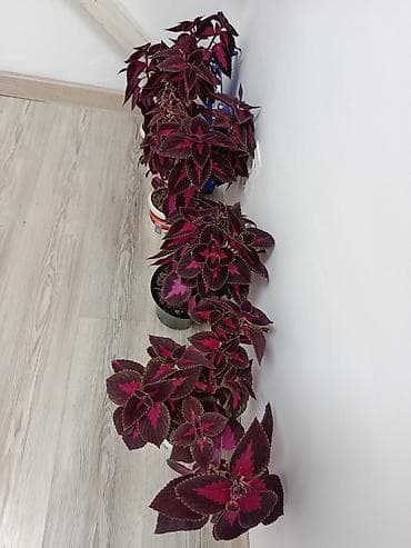 колеус: Колеус (декоративная крапива) с яркой листвой бордово‑малиновых — 3