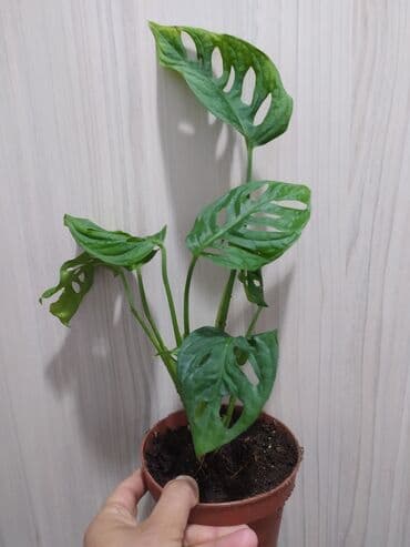 растения аквариумные купить: Строманта, диффенбахия, аглаонема, филодендроны, и т.д — 8