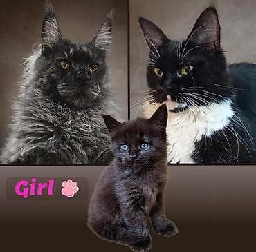 белая британская кошка: Предоставляются к бронированию крупные котята породы мейн-кун от — 4