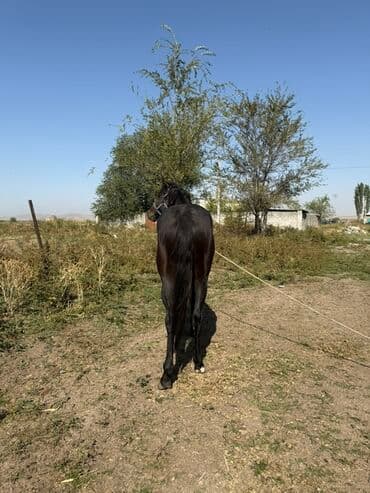 продаю жеребца: Сатам | Байтал | Ат спорту — 4