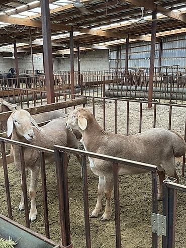 тук сокулук: Сатам | Кочкор (эркек) | Арашан | Көбөйтүү үчүн | Асыл тукумдуу, Жасалма жол менен боозутуу — 3