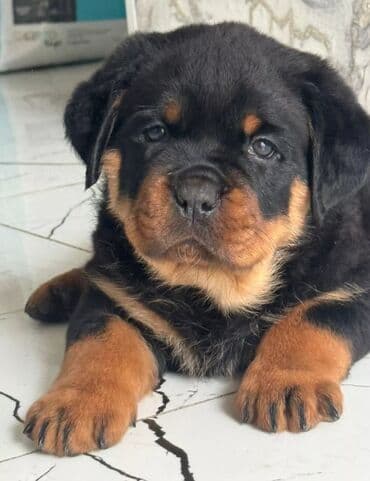 тайган собака купить: Ротвейлер, 1 месяц, Самец, С прививкой — 1