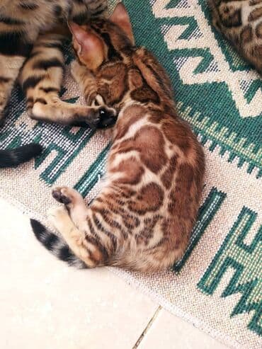 леопардовая кошка цена: Бенгальские котята !!! домашние. мини леопардики. Друзья у нас — 23
