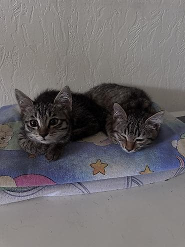 bb kitty бишкек: Ищу хорошую семью для котят, отдам бесплатно. Возраст: третий месяц — 10