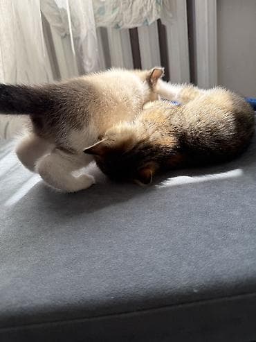 cat litter: Кошка даром: Беспородная, 1 месяц, Девочка — 5