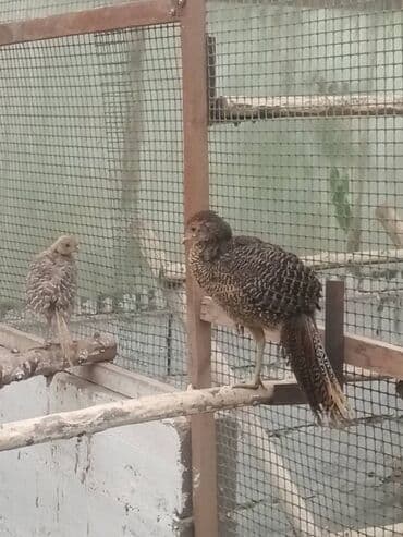 птенцы волнистых попугаев: Продам золотых и лимонных фазанов этого года парами и по отдельности — 4