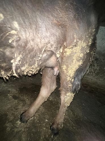 продать животных: Продаю | Музоо, торпок | На откорм | Привязанные — 5