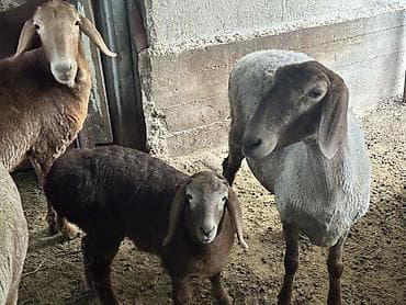 кукуруза местная: Продаю | Овца (самка) | На забой | Матка — 3