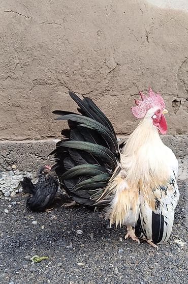 шамо короз: Продаю японские Шабо кур петух — 1