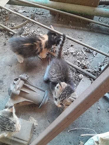 львенок купить: Кошка даром: Беспородная, 2 месяца, Мальчик — 3