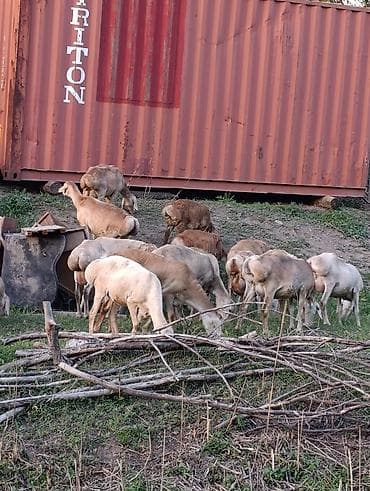 Животные: Продаю | Овца (самка) | Для разведения | Матка — 4
