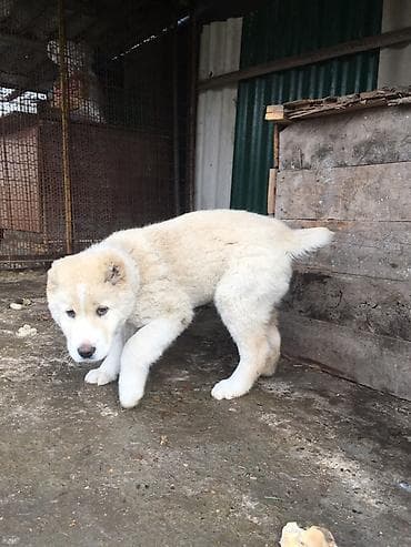 Үй жаныбарлары: Щенок породы среднеазиатская овчарка (алабай). Кобель 3 месяца — 3