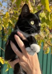 американская енотовая кошка: Кошка даром: Беспородная, 1 год, Девочка, Кастрирована, Приучена к лотку, Проглистована — 3