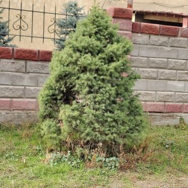 сам мойка аппарат цена бишкек: Көчөттөр дарактардын: Карагайлар, Өзү алып кетүү, Акылуу жеткирүү — 8