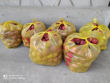 саженцы малины ремонтантной купить: Яблоки Крипсон, В розницу — 1