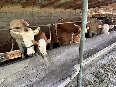 бек абад: Продаю | Корова (самка), Музоо, торпок | Симментальская | На откорм | Привязанные — 4