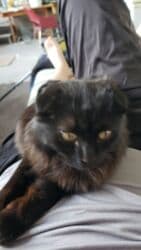 объявления о найденных собаках: Скотиш Фолд (Шотландская вислоухая), 2 года, Мальчик, Черный — 6