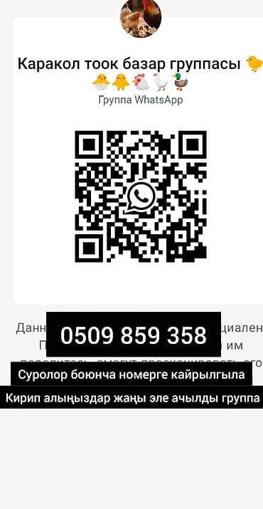Продаю | Петух, Куры, Цыплята | Кучинская, Брама, КОББ 500 | На забой, Для разведения, Несушки