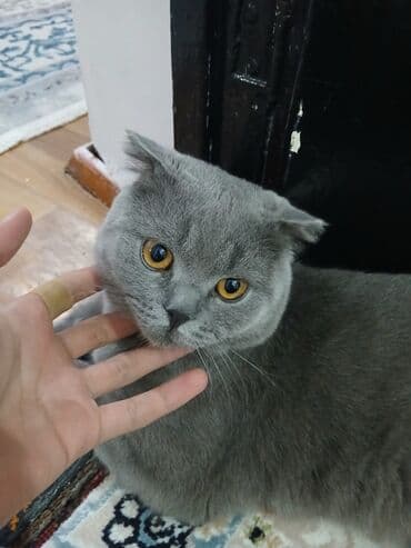 вислоухая кошка сколько стоит: Шотландская вислоухая кошка (Scottish Fold), окрас блю (серый) — 2