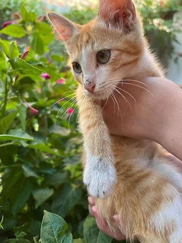 Даром ♥️котенок ищет дом 🏡 Рыжий котёнок с белыми лапками и — 1