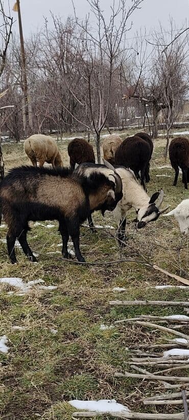 Ковролин: Продаю | Козёл (самец) | Для разведения | Племенные — 9