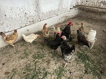 кукуруза буденовка: Продаю | Куры | Домашняя | Несушки — 4