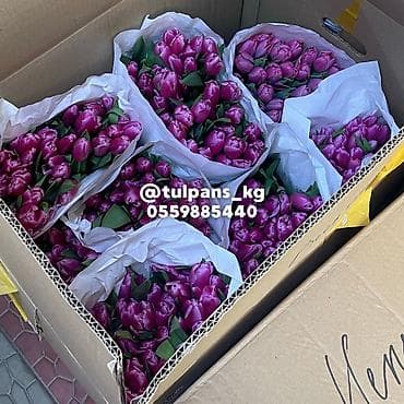 столы в рассрочку: СВЕЖИЕ тюльпаны к 8 Марта 🌷 Голландские луковицы 🇳🇱 | 40–50 см Опт и — 5