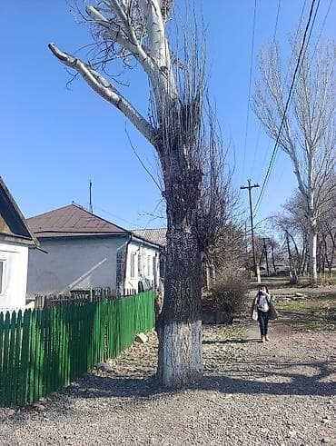 лазурный берег продажа: Продам тополь (влажная древесина на корню/самовырубка) — 3