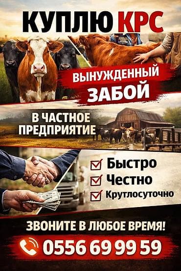 рыба для аквариума: Колбасный цех : Коровы, быки, | На забой, на мясо — 1