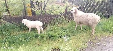 для баран: Продаю | Ягненок, Баран (самец) | Для шерсти — 2