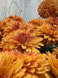 багеты бишкек: В продаже хризантемы — куст 180 сом. - Махровые крупноцветковые — 7