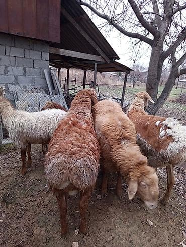 бараний жир: Продаю | Овца (самка), Баран (самец) | Полукровка | Для разведения | Осеменитель — 2