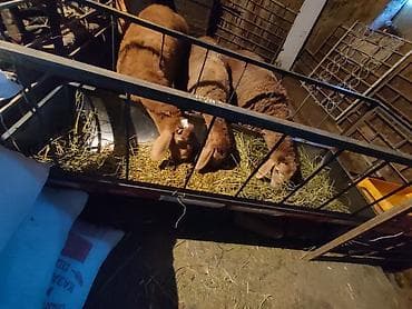 союш кой: Продаю | Овца (самка) | Для разведения — 4