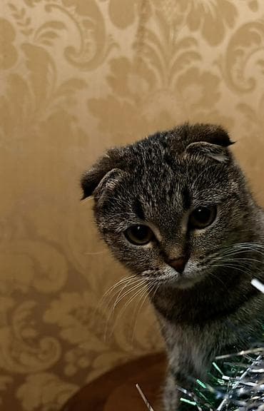 тигры: Скотиш Фолд (Шотландская вислоухая), 2 года, Девочка, Приучена к лотку — 2