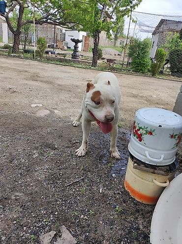 товары для собак: Американский питбультерьер, кобель. Окрас белый с рыжими пятнами на — 4