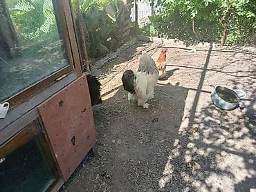 1короз 2тоок сатам