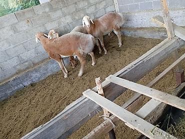 Животные: Продаю | Баран (самец) | На забой — 1