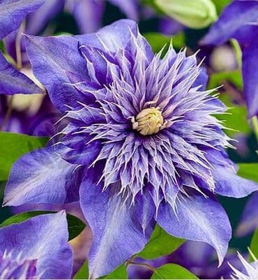 где купить семена павловнии: Продаю клематисы! Большие цветущие кусты. Сорта : - Тудор - Вилл де — 2