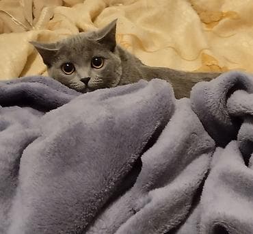 русская синяя кошка: Кошка даром: Британская короткошёрстная, 1 год, Девочка, Приучена к лотку, Проглистована, С прививками — 3