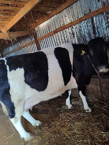 кошка рэгдолл: Продаю | Корова (самка), Тёлка | Голштин, Швицкая | Для разведения | Племенные, Стельные, Нетель — 7