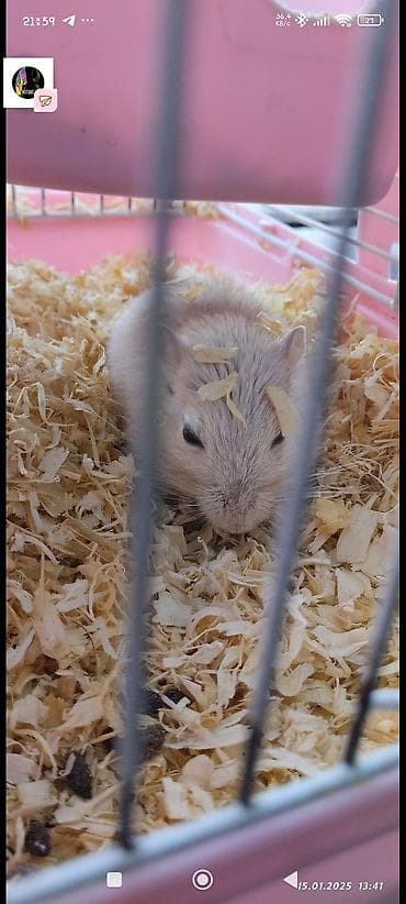 летучая белка: Монгольская песчанка (палевый/светлый окрас) с клеткой. Продам вместе — 2